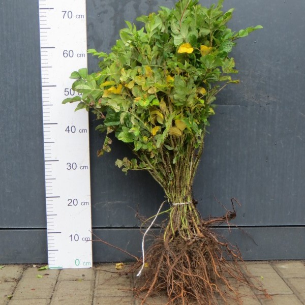 Róża pomarszczona - sadzonki 20-45 cm / goły korzeń 