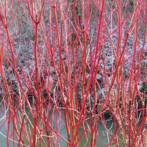 Dereń / Cornus